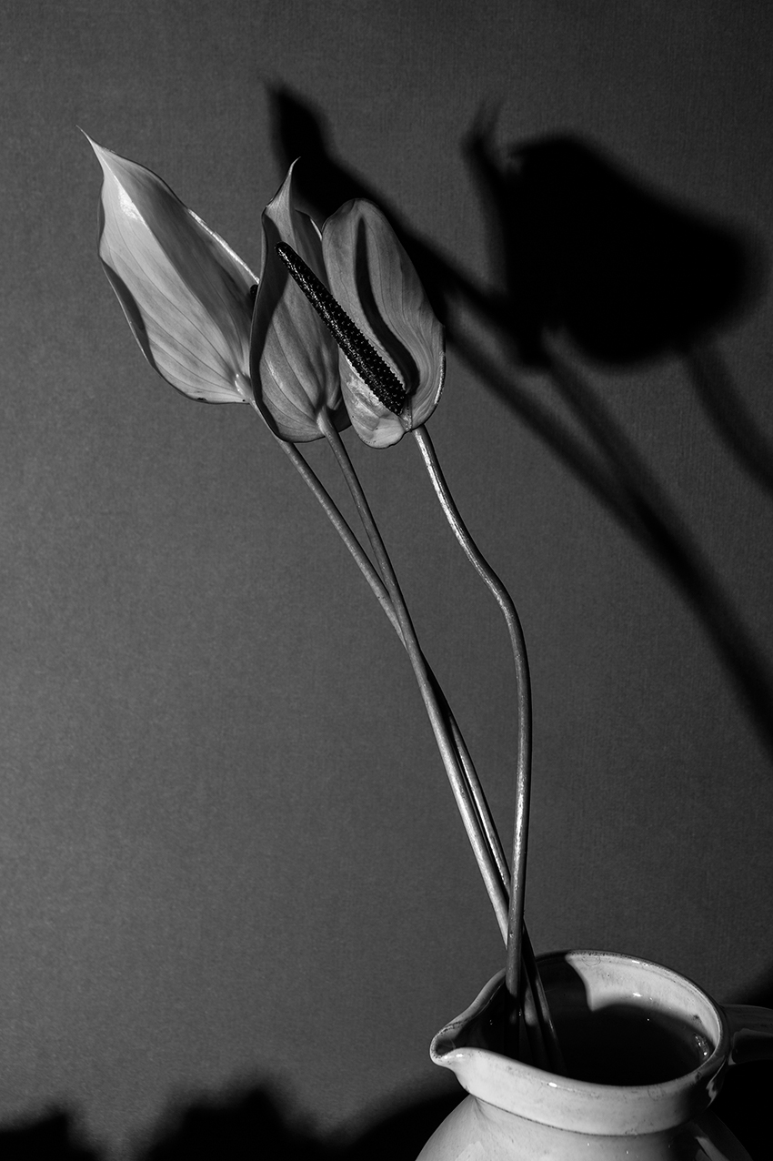 jacks beauty department, miriam jacks, still life, photography, jacob